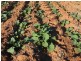 - Wingidgeon Station -, Jerilderie NSW 2716