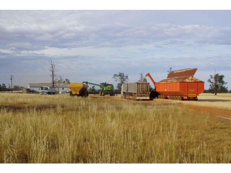 - Wingidgeon Station -, Jerilderie NSW 2716