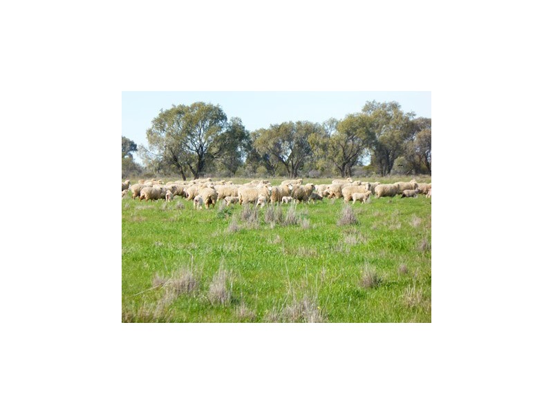 - Wingidgeon Station -, Jerilderie NSW 2716
