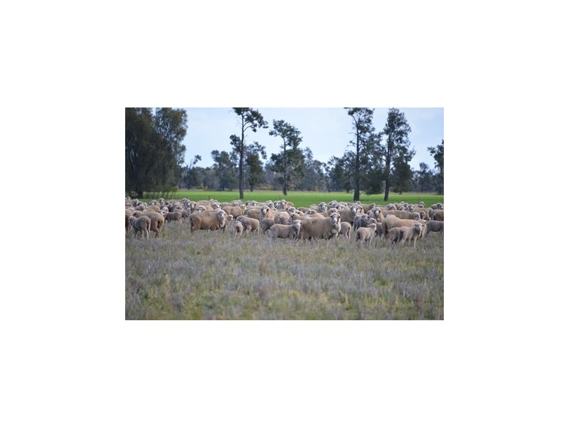 - Wingidgeon Station -, Jerilderie NSW 2716