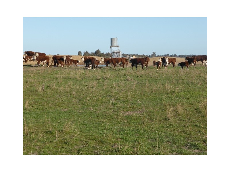 - Wingidgeon Station -, Jerilderie NSW 2716