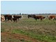 - Wingidgeon Station -, Jerilderie NSW 2716