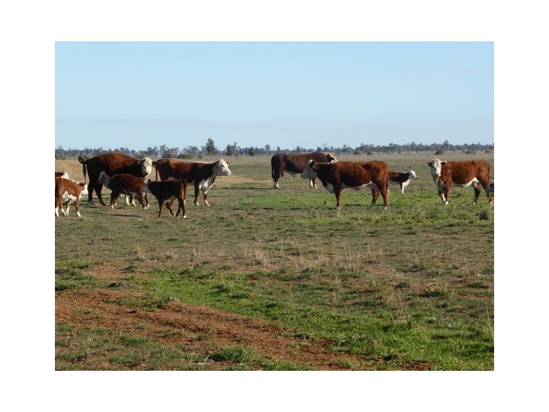 - Wingidgeon Station -, Jerilderie NSW 2716