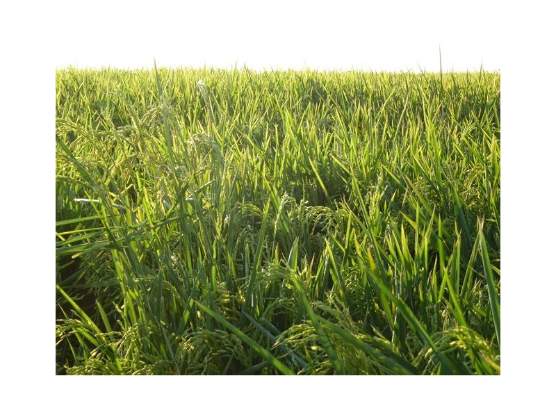 ‘Marydale’ Farm 76, Benerembah NSW 2680