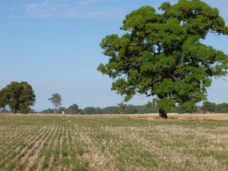 Longerenong Lookout Road, Walla Walla NSW 2659