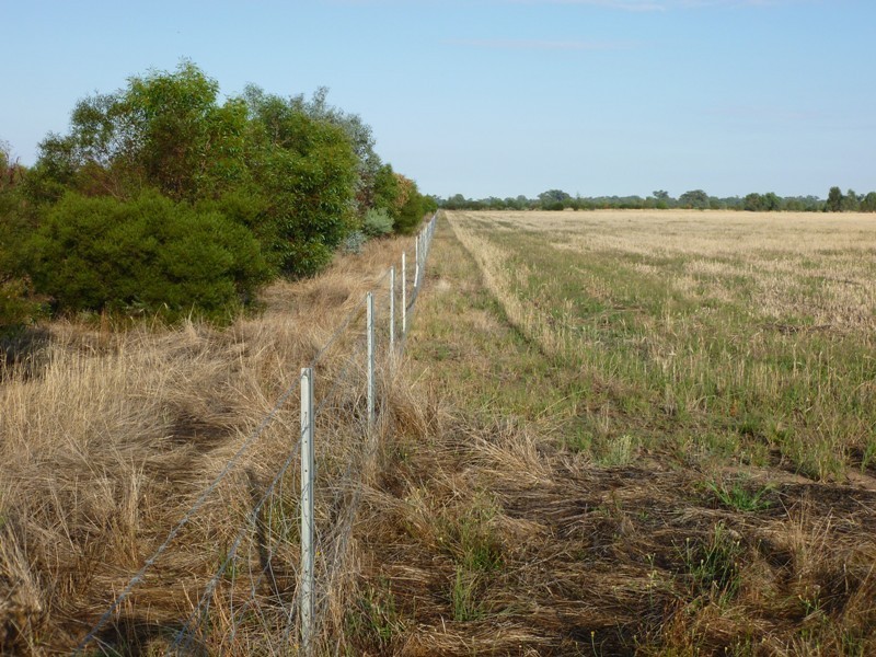 Longerenong Lookout Road, Walla Walla NSW 2659