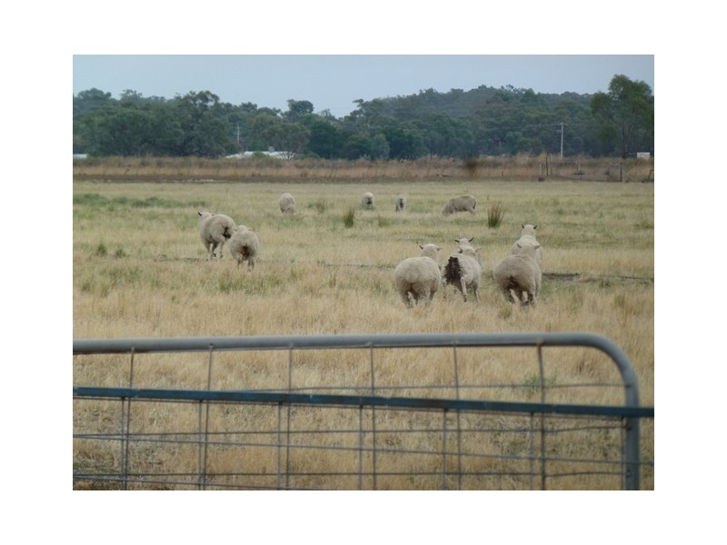 Farm 130 Old Common Road, Hay NSW 2711