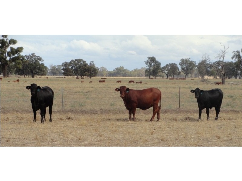 ‘Sloane’ Savernake Road, Mulwala NSW 2647