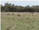 1265 Millear Road, Deniliquin NSW 2710