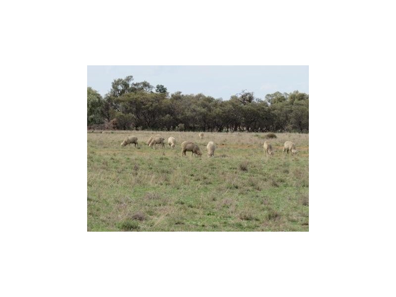 1265 Millear Road, Deniliquin NSW 2710