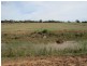 1265 Millear Road, Deniliquin NSW 2710