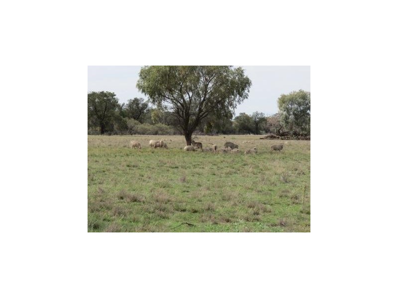 1265 Millear Road, Deniliquin NSW 2710
