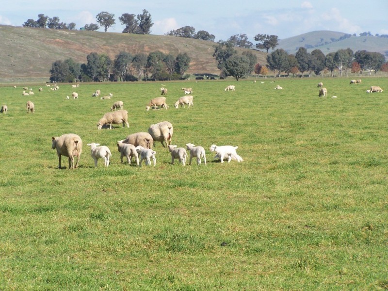 61 Merritts Road, Wagga Wagga NSW 2650