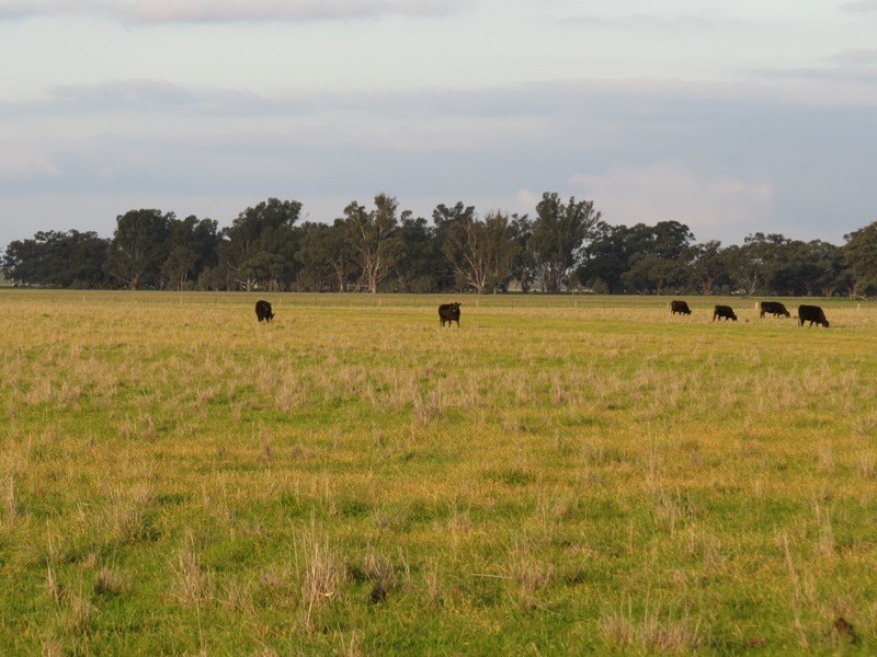 “Nocoleigh” Lower River Road, Deniliquin NSW 2710