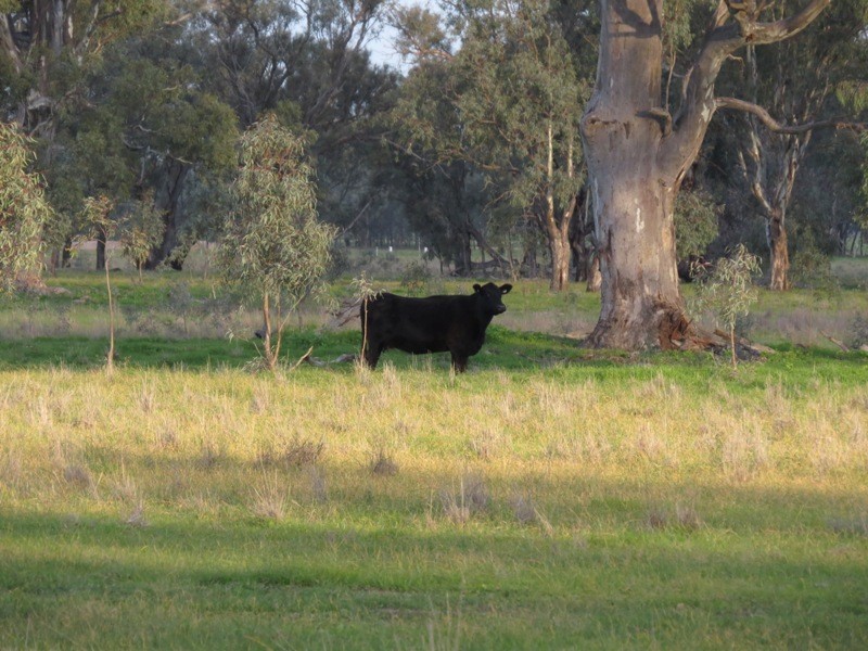 “Nocoleigh” Lower River Road, Deniliquin NSW 2710
