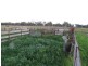 “Nocoleigh” Lower River Road, Deniliquin NSW 2710