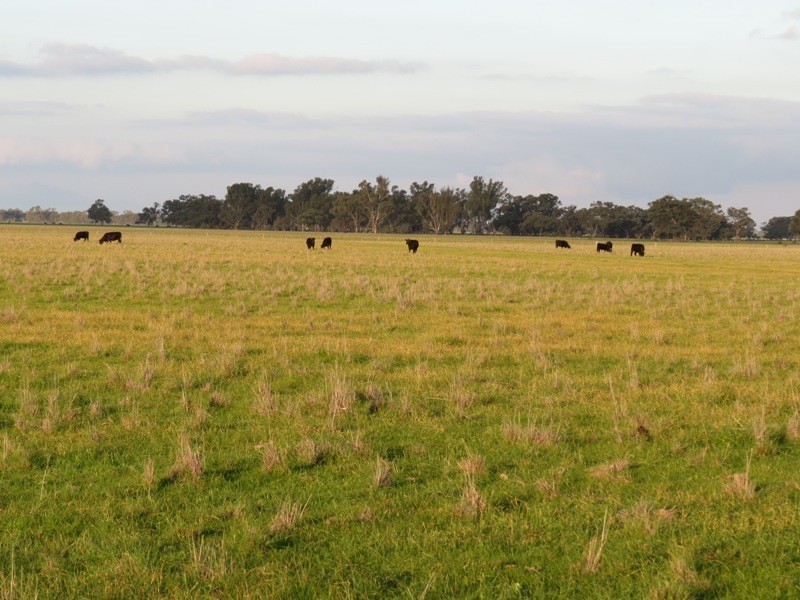 “Nocoleigh” Lower River Road, Deniliquin NSW 2710