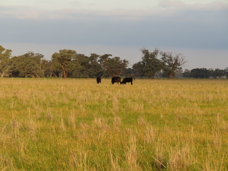 “Nocoleigh” Lower River Road, Deniliquin NSW 2710