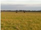 “Nocoleigh” Lower River Road, Deniliquin NSW 2710