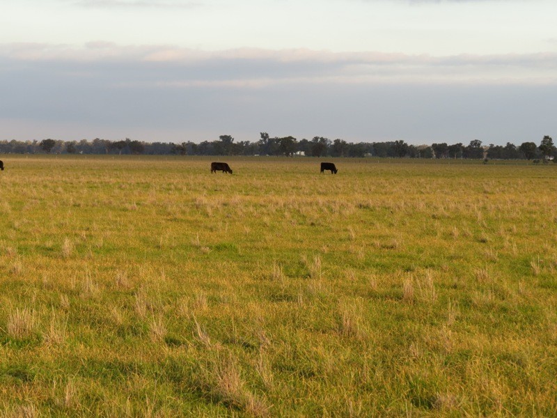 “Nocoleigh” Lower River Road, Deniliquin NSW 2710