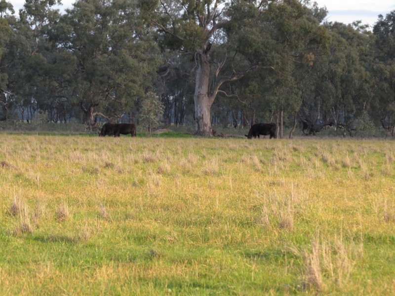 “Nocoleigh” Lower River Road, Deniliquin NSW 2710
