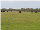 “Nocoleigh” Lower River Road, Deniliquin NSW 2710