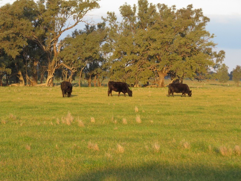 “Nocoleigh” Lower River Road, Deniliquin NSW 2710