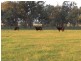 “Nocoleigh” Lower River Road, Deniliquin NSW 2710