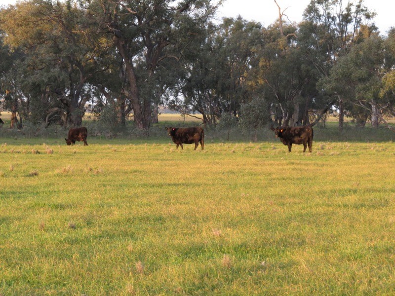 “Nocoleigh” Lower River Road, Deniliquin NSW 2710
