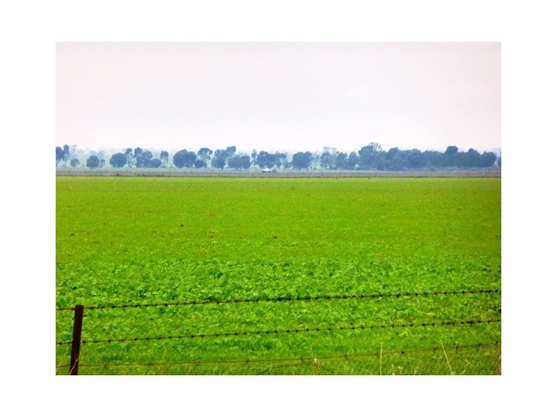 - Greendale -, West Wyalong NSW 2671
