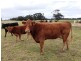- Greendale -, West Wyalong NSW 2671