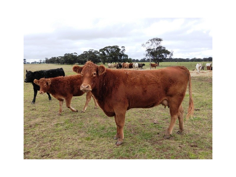 - Greendale -, West Wyalong NSW 2671