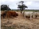- Greendale -, West Wyalong NSW 2671