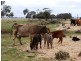 - Greendale -, West Wyalong NSW 2671