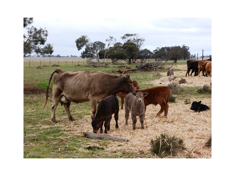 - Greendale -, West Wyalong NSW 2671