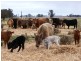 - Greendale -, West Wyalong NSW 2671