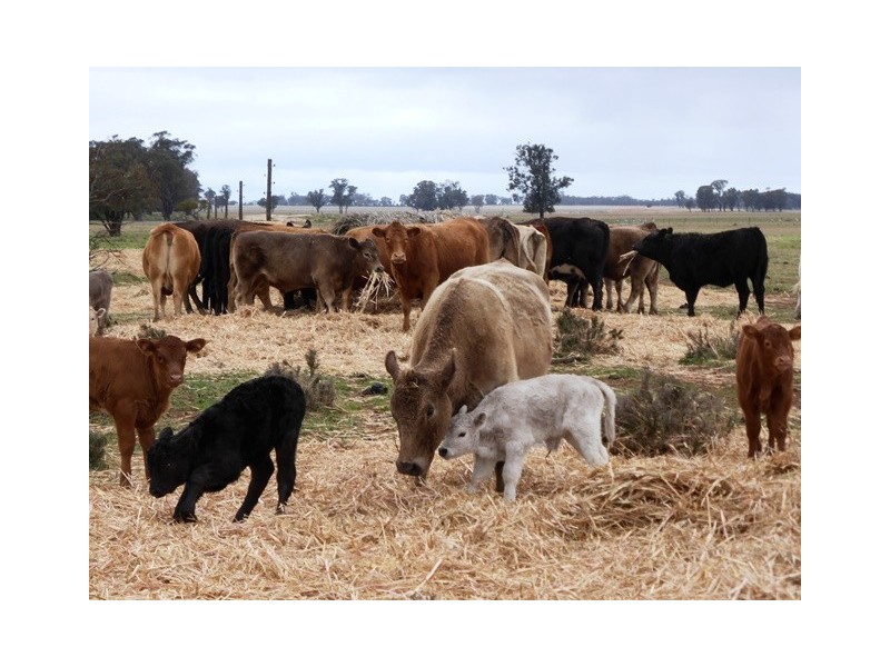 - Greendale -, West Wyalong NSW 2671