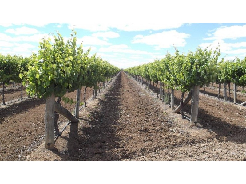 Lavorare Farm Maude Road, Hay NSW 2711