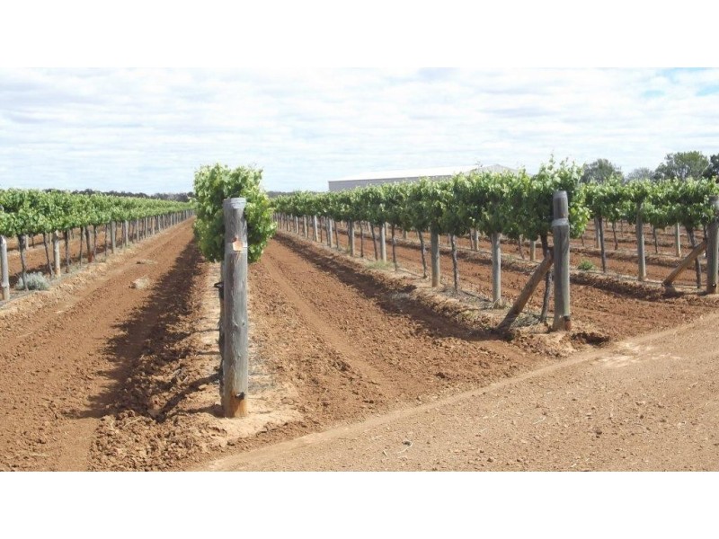 Lavorare Farm Maude Road, Hay NSW 2711