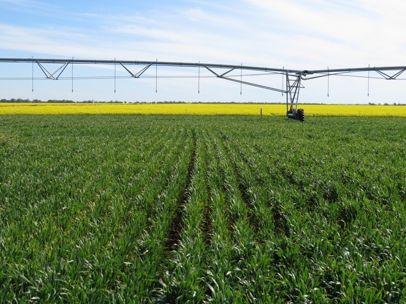 WIDGEE Wakool Road, Deniliquin NSW 2710