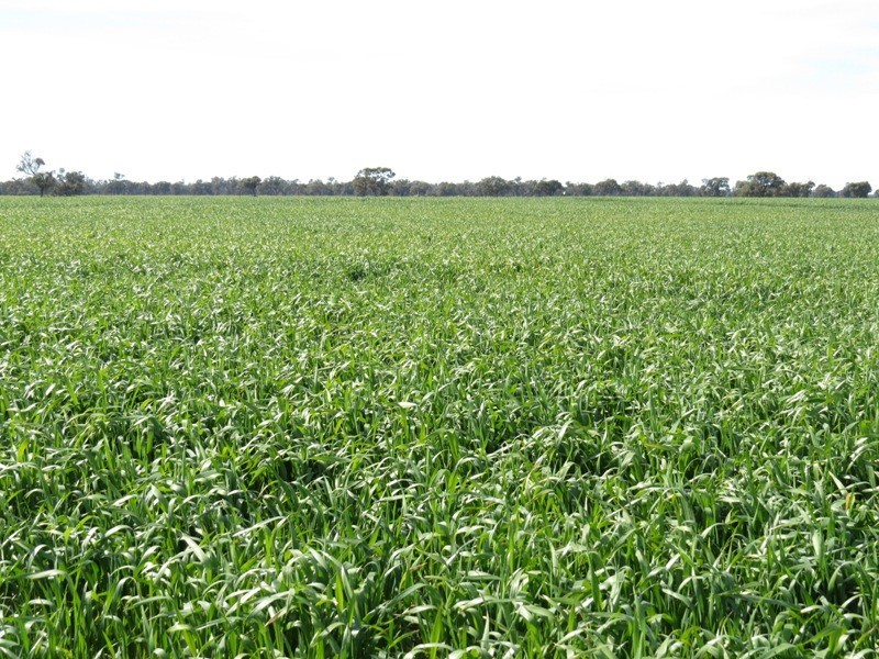 WIDGEE Wakool Road, Deniliquin NSW 2710