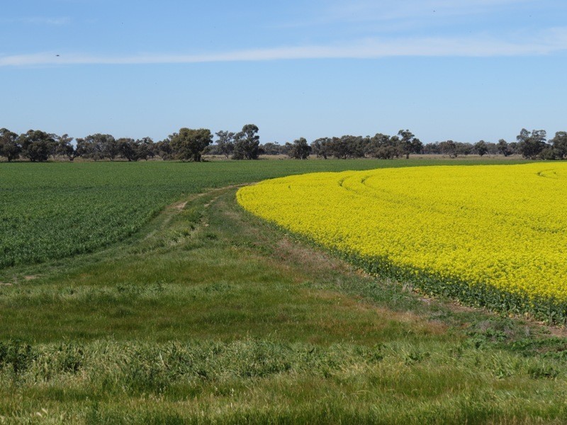 WIDGEE Wakool Road, Deniliquin NSW 2710