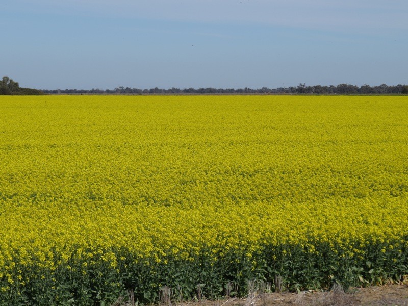 WIDGEE Wakool Road, Deniliquin NSW 2710