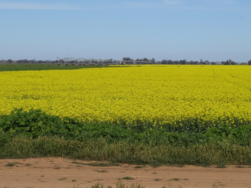 WIDGEE Wakool Road, Deniliquin NSW 2710