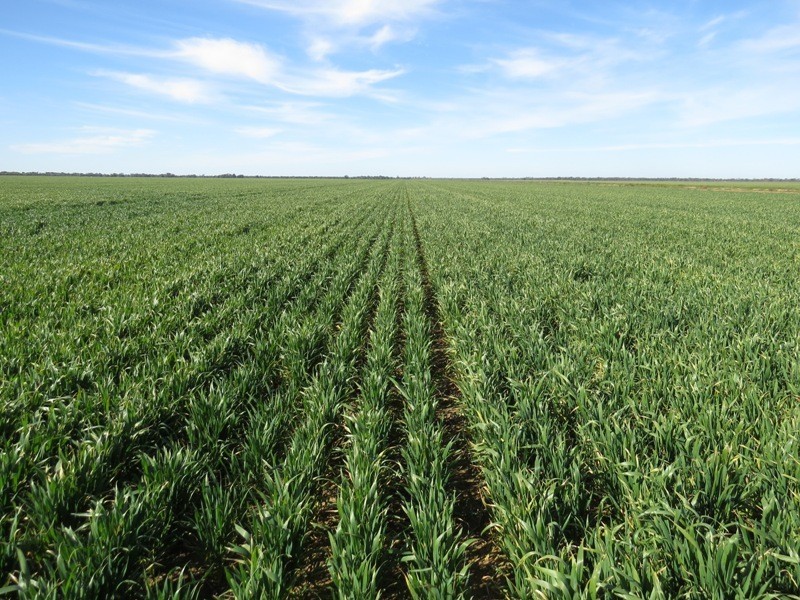 WIDGEE Wakool Road, Deniliquin NSW 2710