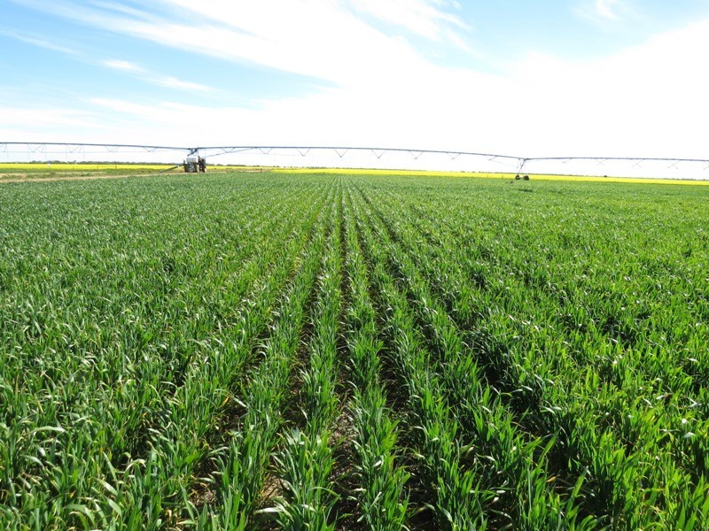 WIDGEE Wakool Road, Deniliquin NSW 2710