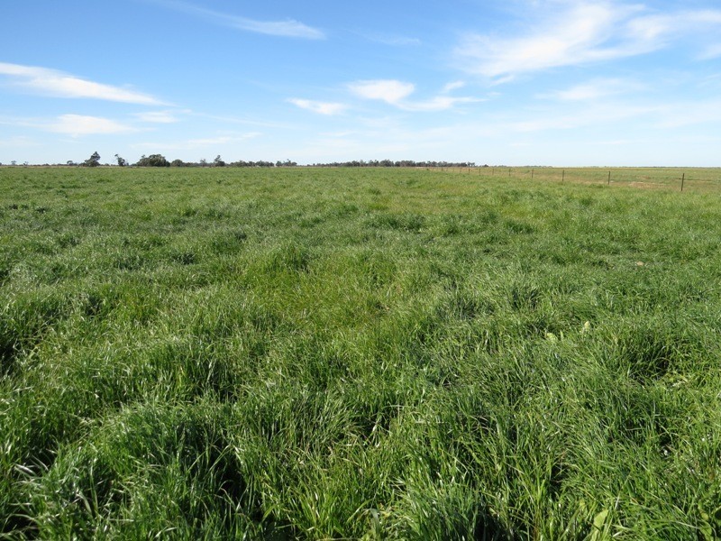 WIDGEE Wakool Road, Deniliquin NSW 2710