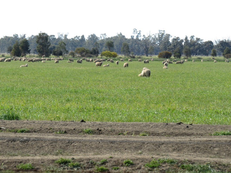 WIDGEE Wakool Road, Deniliquin NSW 2710