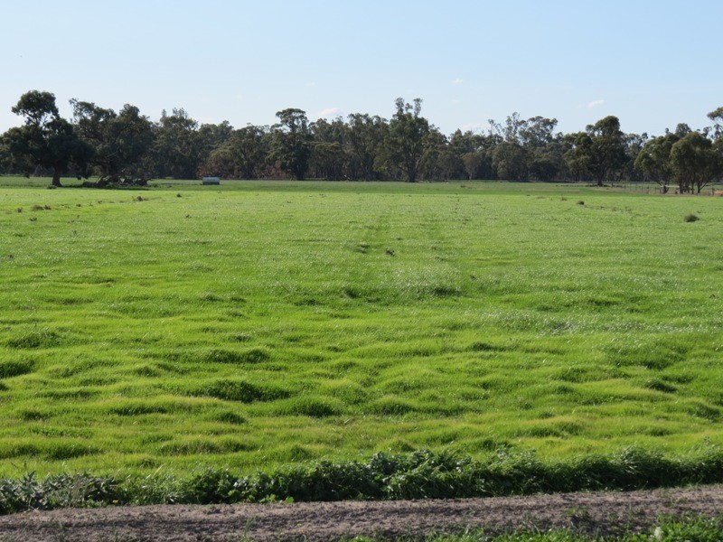 WIDGEE Wakool Road, Deniliquin NSW 2710