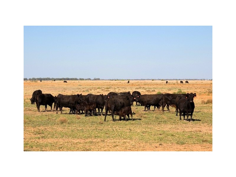 | Noongaburra-Yarrawah Irrigation, Hay NSW 2711